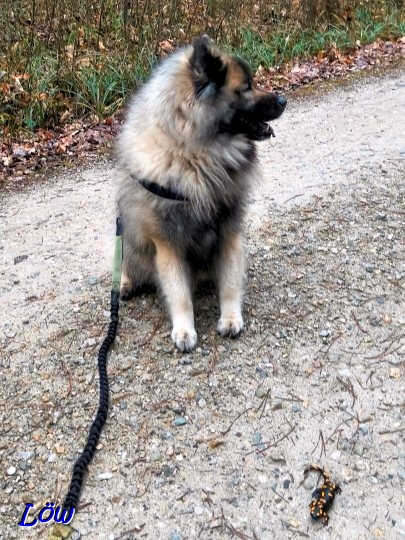 8.12.2025 - Dwix bewacht den Winterdrachen